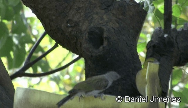 Lesser Honeyguide (Lesser) - ML201941221