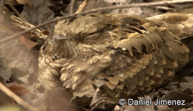 Long-tailed Nightjar - ML201941231