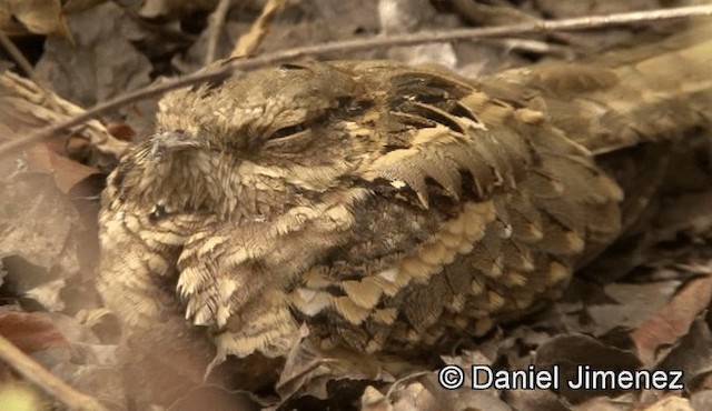 Long-tailed Nightjar - ML201941241