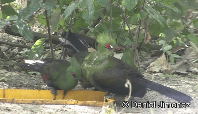 Turaco de Guinea (buffoni) - ML201941251