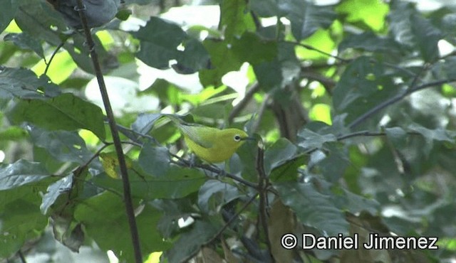Northern Yellow White-eye - ML201941271
