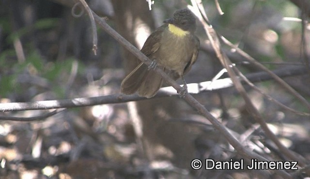 Bulbul à gorge claire (flavicollis) - ML201941281