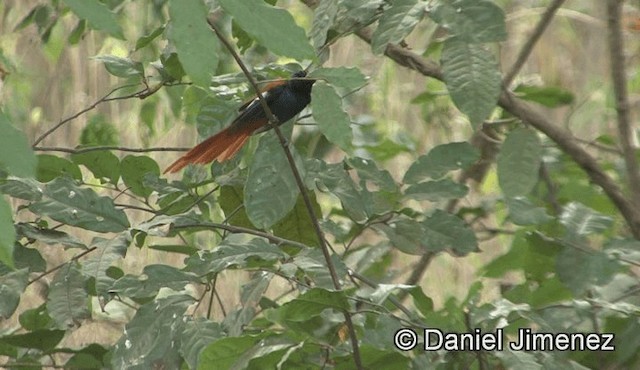 African Paradise-Flycatcher - ML201941291