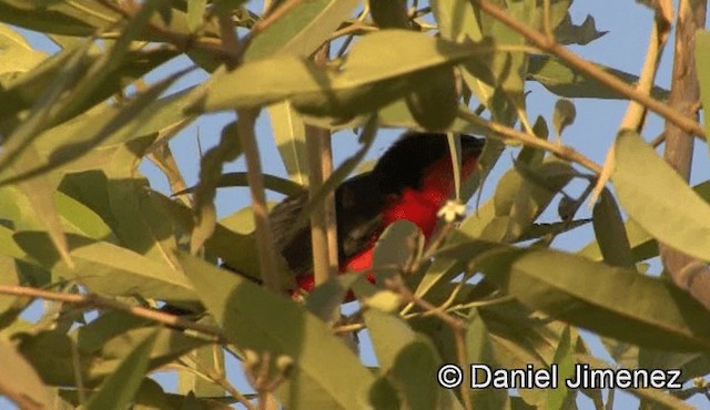 Yellow-crowned Gonolek - ML201941311