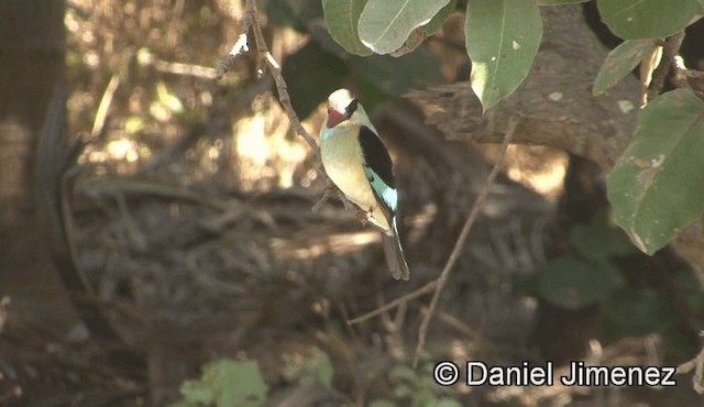 Blue-breasted Kingfisher - ML201941321