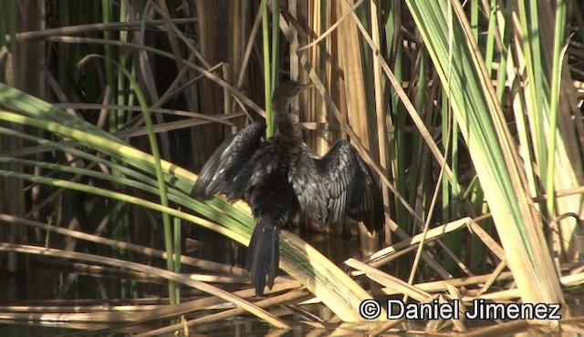 Long-tailed Cormorant - ML201941351