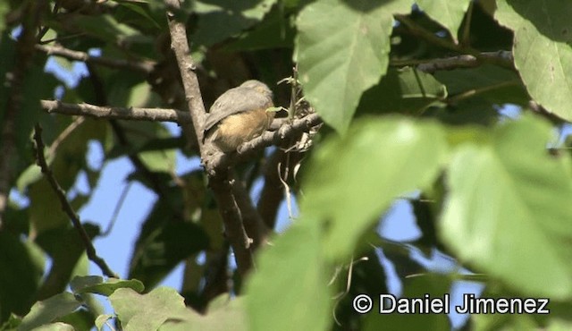 Crombec sittelle (brachyura/carnapi) - ML201941361