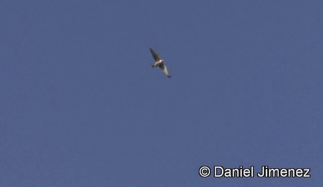 Lanner Falcon - ML201941421