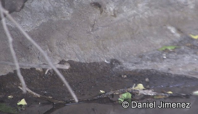 Western Subalpine Warbler - ML201941431