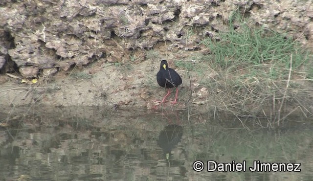 Black Crake - ML201941451