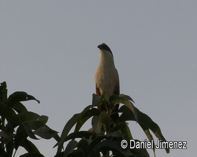 Senegal Coucal - ML201941471