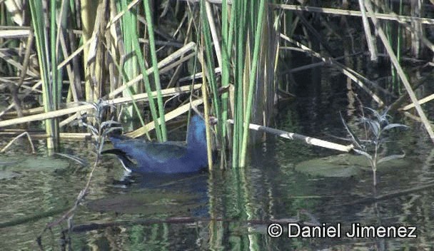 African Swamphen - ML201941491