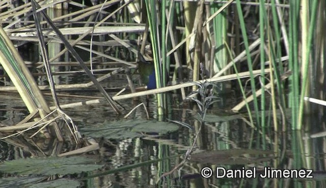 Allen's Gallinule - ML201941501