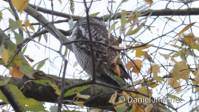 Northern Hawk Owl (Eurasian) - ML201941561