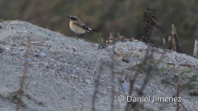 Desert Wheatear - ML201941571