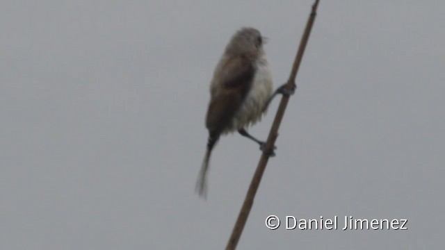 Rémiz penduline - ML201941591