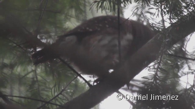 Eurasian Pygmy-Owl - ML201941611