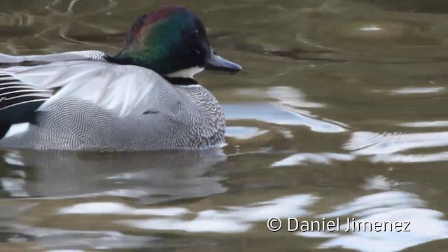 Falcated Duck - ML201941621