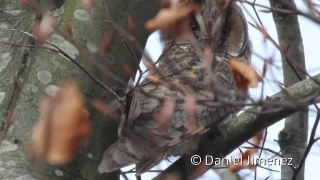 Waldohreule (otus/canariensis) - ML201941691