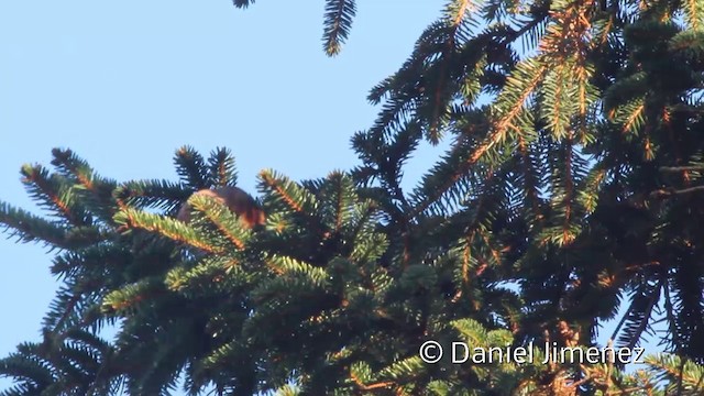 Parrot Crossbill - ML201941721