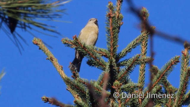 Parrot Crossbill - ML201941731