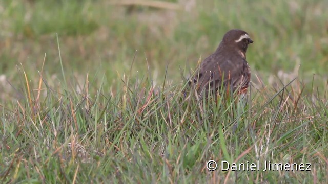 Redwing (Eurasian) - ML201941761