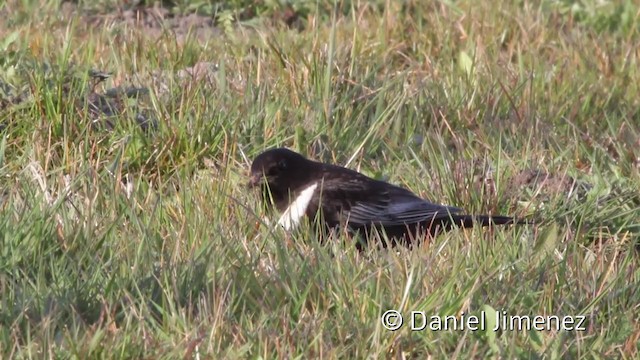 Mirlo Capiblanco (torquatus) - ML201941781