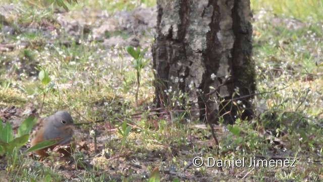 Cretzschmar's Bunting - ML201941791