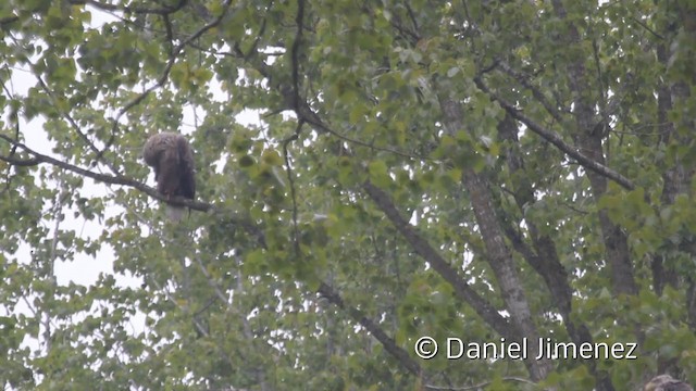 White-tailed Eagle - ML201941811