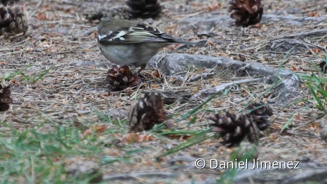 Common Chaffinch - ML201941831