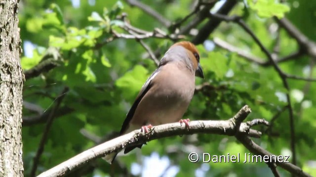 Hawfinch - ML201941871