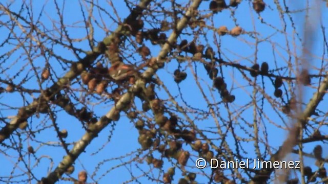 White-winged Crossbill (bifasciata) - ML201941881