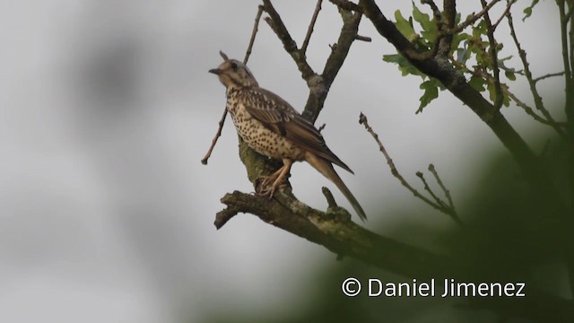 Mistle Thrush - ML201941921