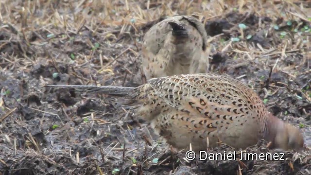 Ring-necked Pheasant - ML201941951