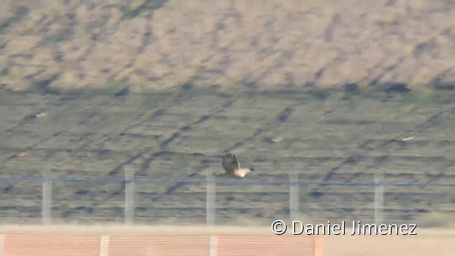 Long-legged Buzzard (Northern) - ML201941981