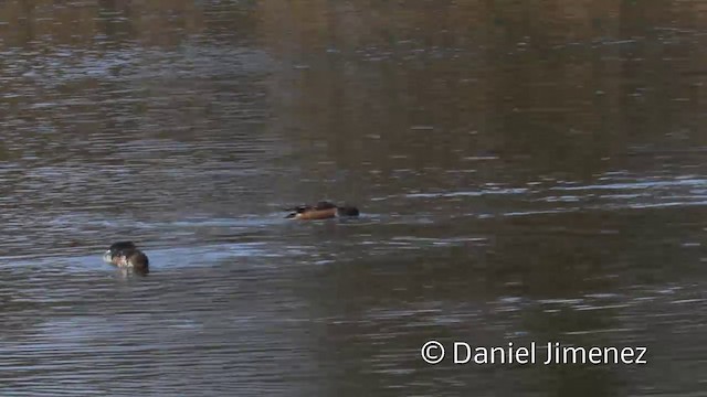 Northern Shoveler - ML201941991