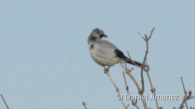 Great Gray Shrike (Great Gray) - ML201942001