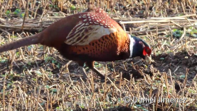 Ring-necked Pheasant - ML201942031