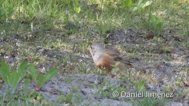 Cretzschmar's Bunting - ML201942051