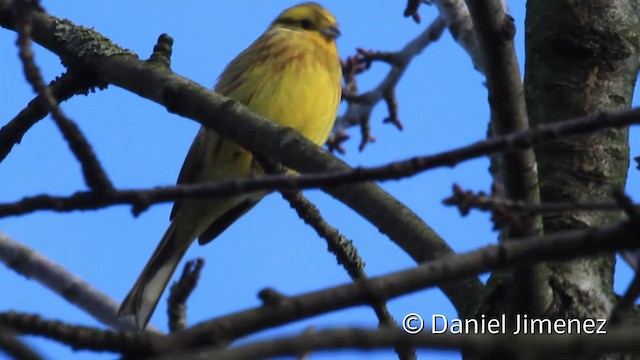 Yellowhammer - ML201942061