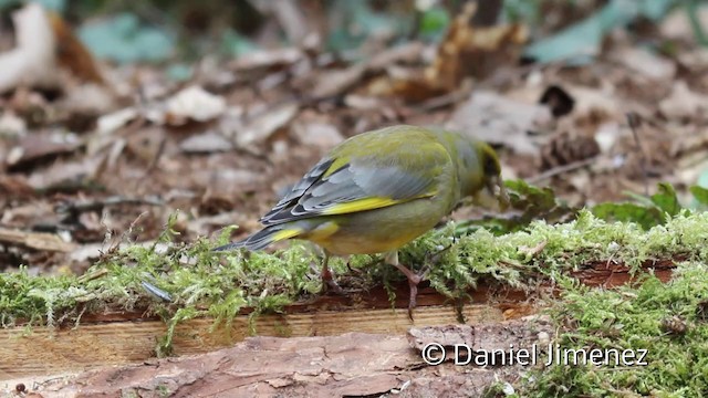 European Greenfinch - ML201942211