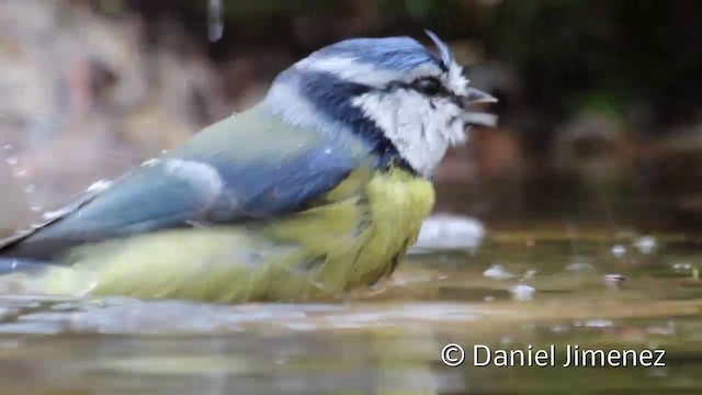 Eurasian Blue Tit - ML201942221