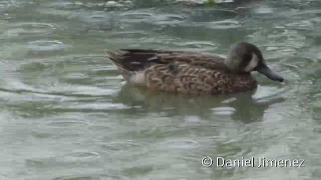 Blue-winged Teal - ML201942251