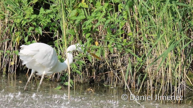 Great Egret (alba) - ML201942281