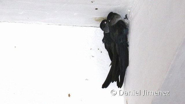 Glossy Swiftlet - ML201942341