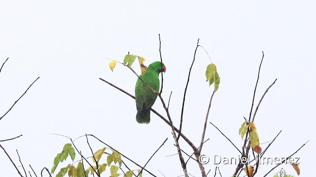 Moluccan Eclectus - ML201942351