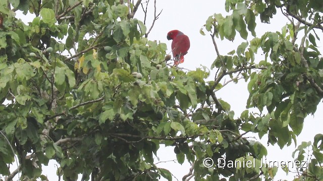 Maluku Eklektus Papağanı - ML201942361