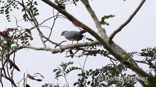 Azor Variable (grupo hiogaster) - ML201942381