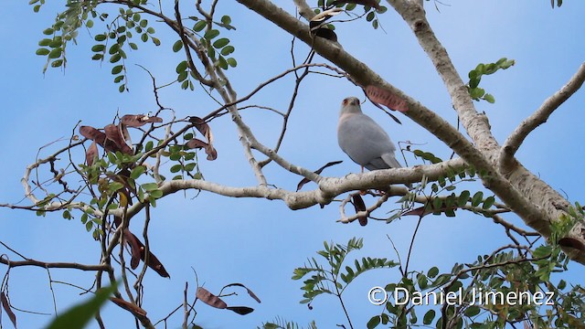 Autour variable (groupe hiogaster) - ML201942391