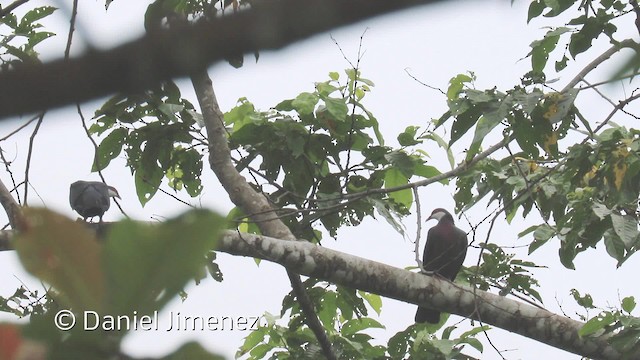 Pigeon à gorge blanche (groupe vitiensis) - ML201942401